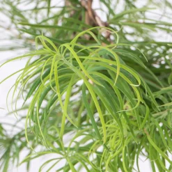 Bonsai Falso alerce (Pseudolarix)