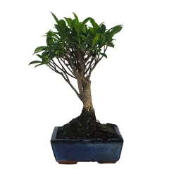 Bonsai Higuera de la India (Ficus retusa)