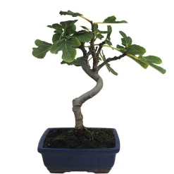 Bonsai Higuera (Ficus carica)