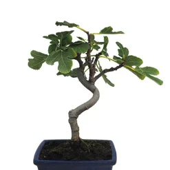 Bonsai Higuera (Ficus carica)