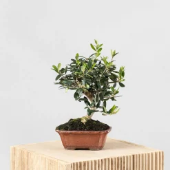 Bonsai Olivo (Olea europaea)