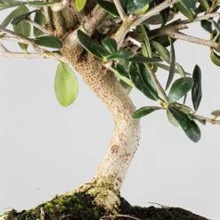 Bonsai Olivo (Olea europaea)