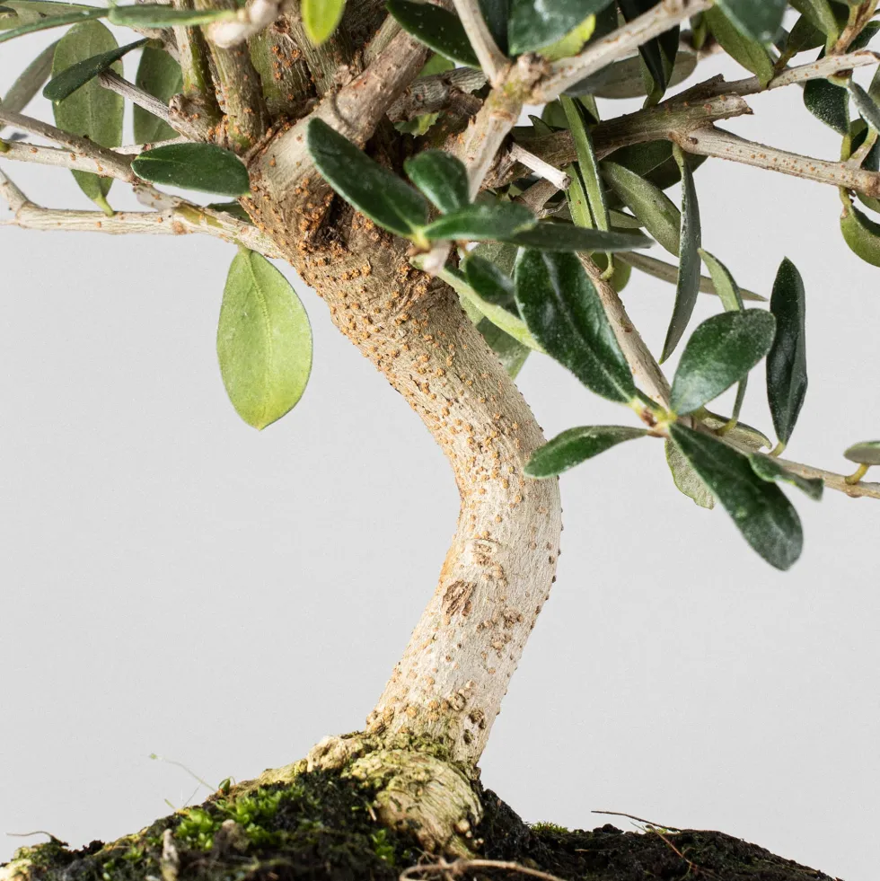 Bonsai Olivo (Olea europaea)