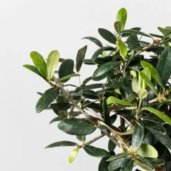 Bonsai Olivo (Olea europaea)