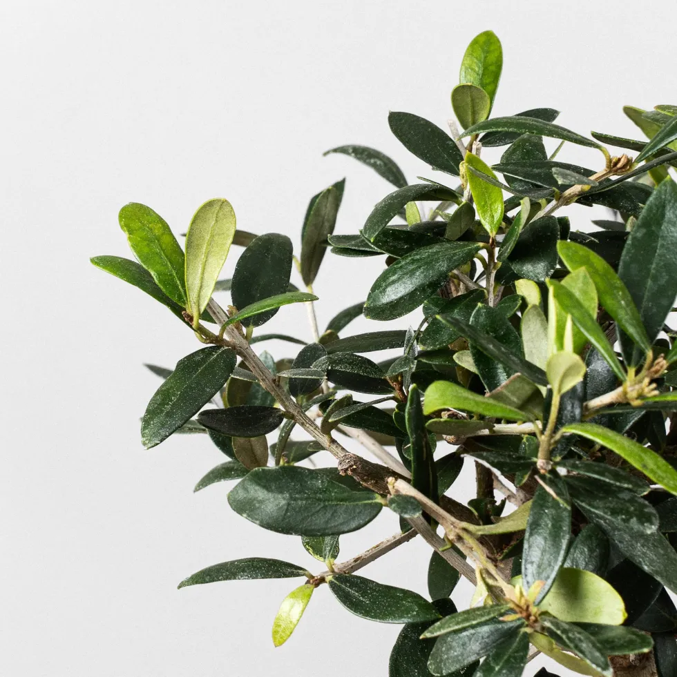 Bonsai Olivo (Olea europaea)