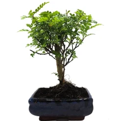 Bonsai Operculicarya (Zanthoxylum Pimienta japonesa)