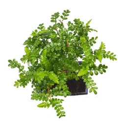 Bonsai Operculicarya (Zanthoxylum Pimienta japonesa)