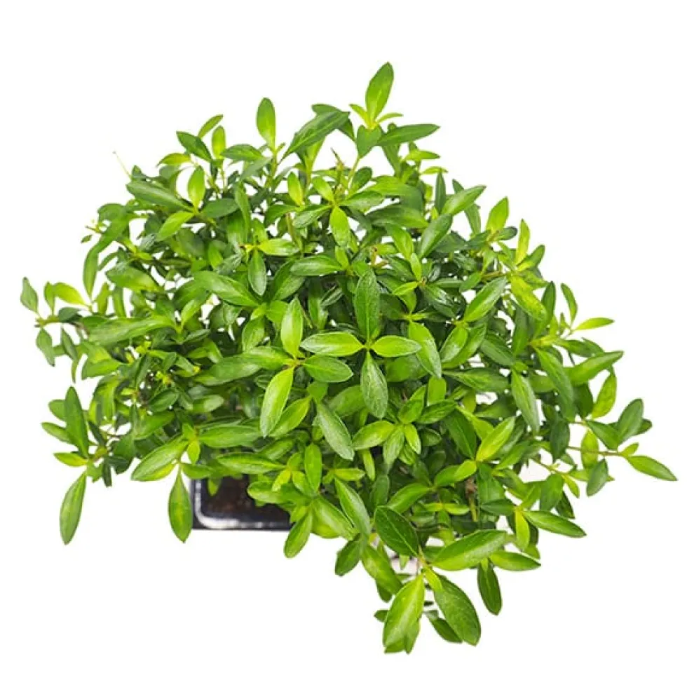 Bonsai Rosa de nieve (Serissa japonica)