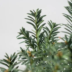 Bonsai Tejo (Taxus ×media)