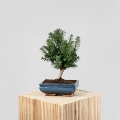 Bonsai Tejo (Taxus ×media)