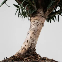 Bonsai Tejo (Taxus ×media)