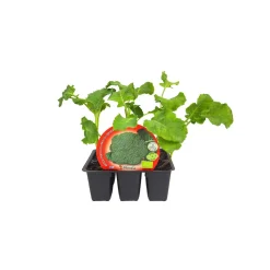 Brocoli - Pack de 6 plantas de huerto