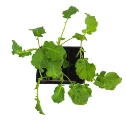 Brocoli - Pack de 6 plantas de huerto