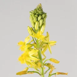 Bulbine frutescens
