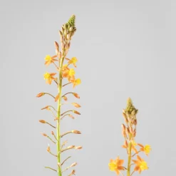 Bulbine frutescens