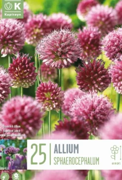 Bulbos de Allium sphaerocephalon