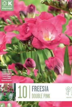 Bulbos de Freesia doble rosa