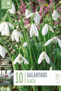 Bulbos de Galanthus elwesii