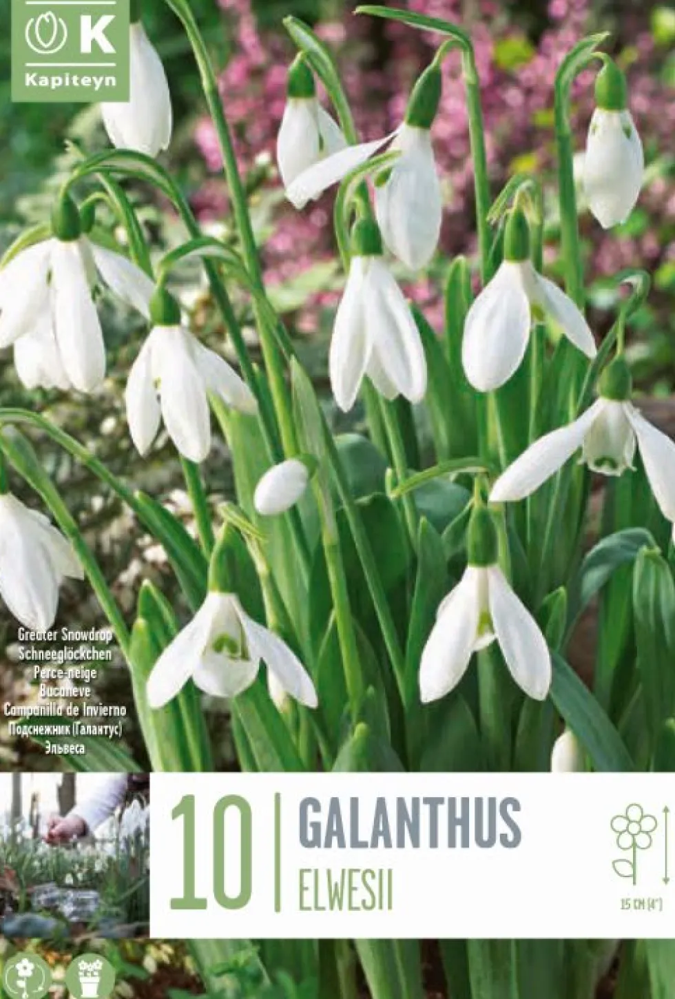 Bulbos de Galanthus elwesii