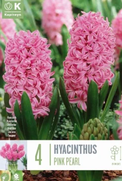Bulbos de Jacintos 'Pink Pearl'