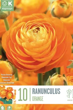 Bulbos de Ranunculus asiaticus 'Aviv Orange'