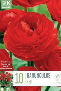 Bulbos de Ranunculus asiaticus 'Aviv Red'