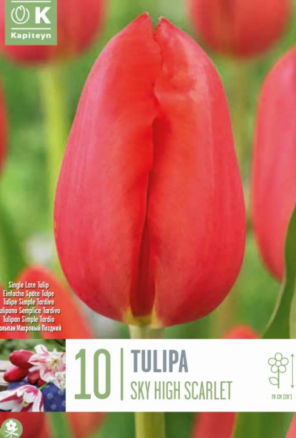 Bulbos de Tulipán 'Sky Scarlet'