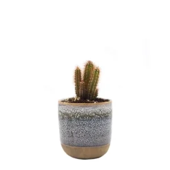 Cactus Cereus peruvianus