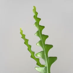 Cactus colgante (variado)