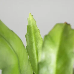 Cactus colgante (variado)
