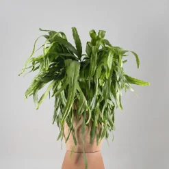 Cactus colgante (variado)