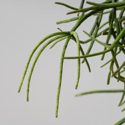 Cactus colgante (variado)