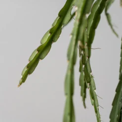 Cactus colgante (variado)