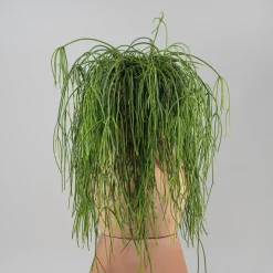 Cactus colgante (variado)