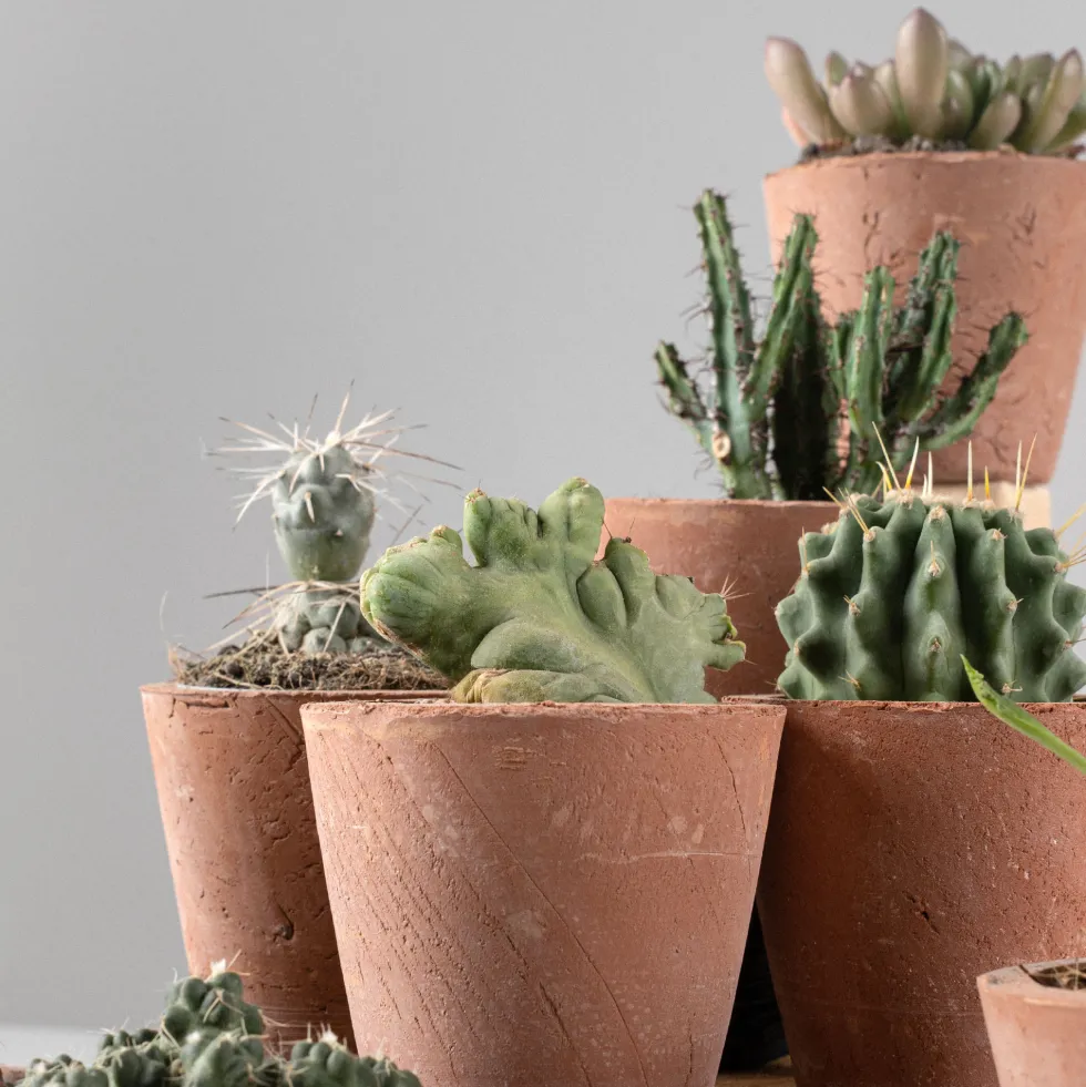 Cactus de colección