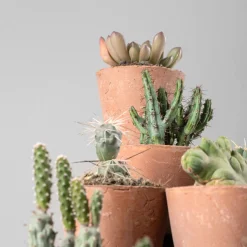 Cactus de colección