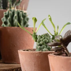 Cactus de colección