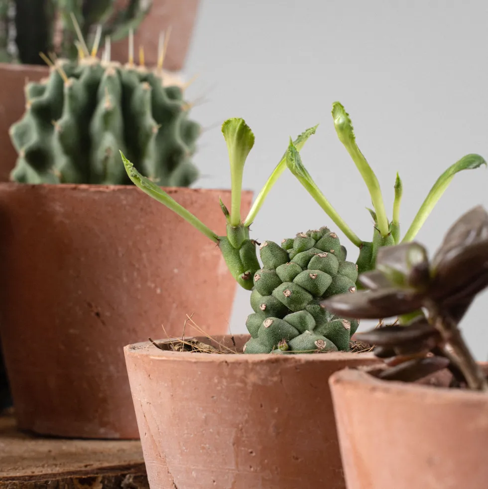 Cactus de colección