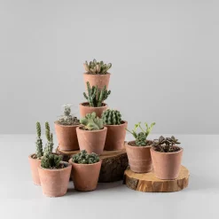 Cactus de colección