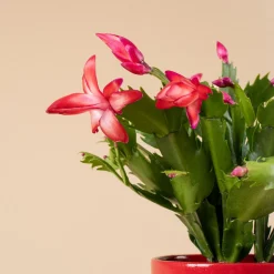 Cactus de navidad (Schlumbergera)