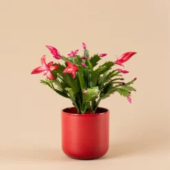Cactus de navidad (Schlumbergera)