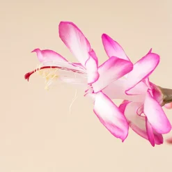 Cactus de navidad (Schlumbergera)