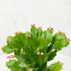 Cactus de navidad (Schlumbergera)