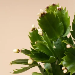 Cactus de navidad (Schlumbergera)
