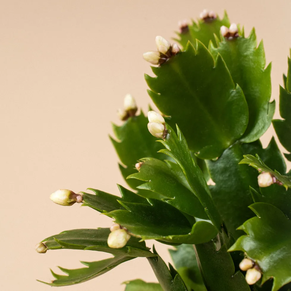 Cactus de navidad (Schlumbergera)