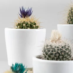 Cactus flor (1 ud)