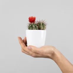 Cactus flor (1 ud)