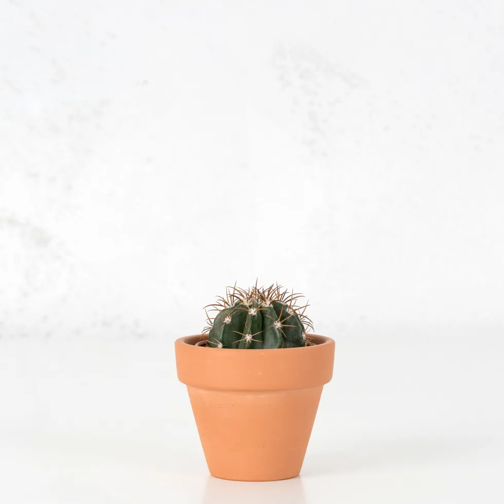 Cactus (variados)