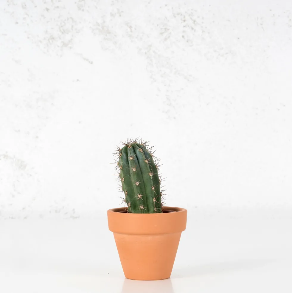 Cactus (variados)