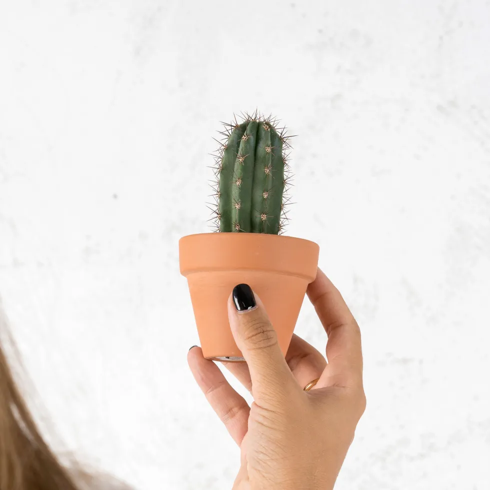 Cactus (variados)